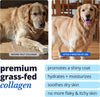 Taily Liquid Collagen for Dogs &amp; Cats, Itch, Coat &amp; Paw Licking Support